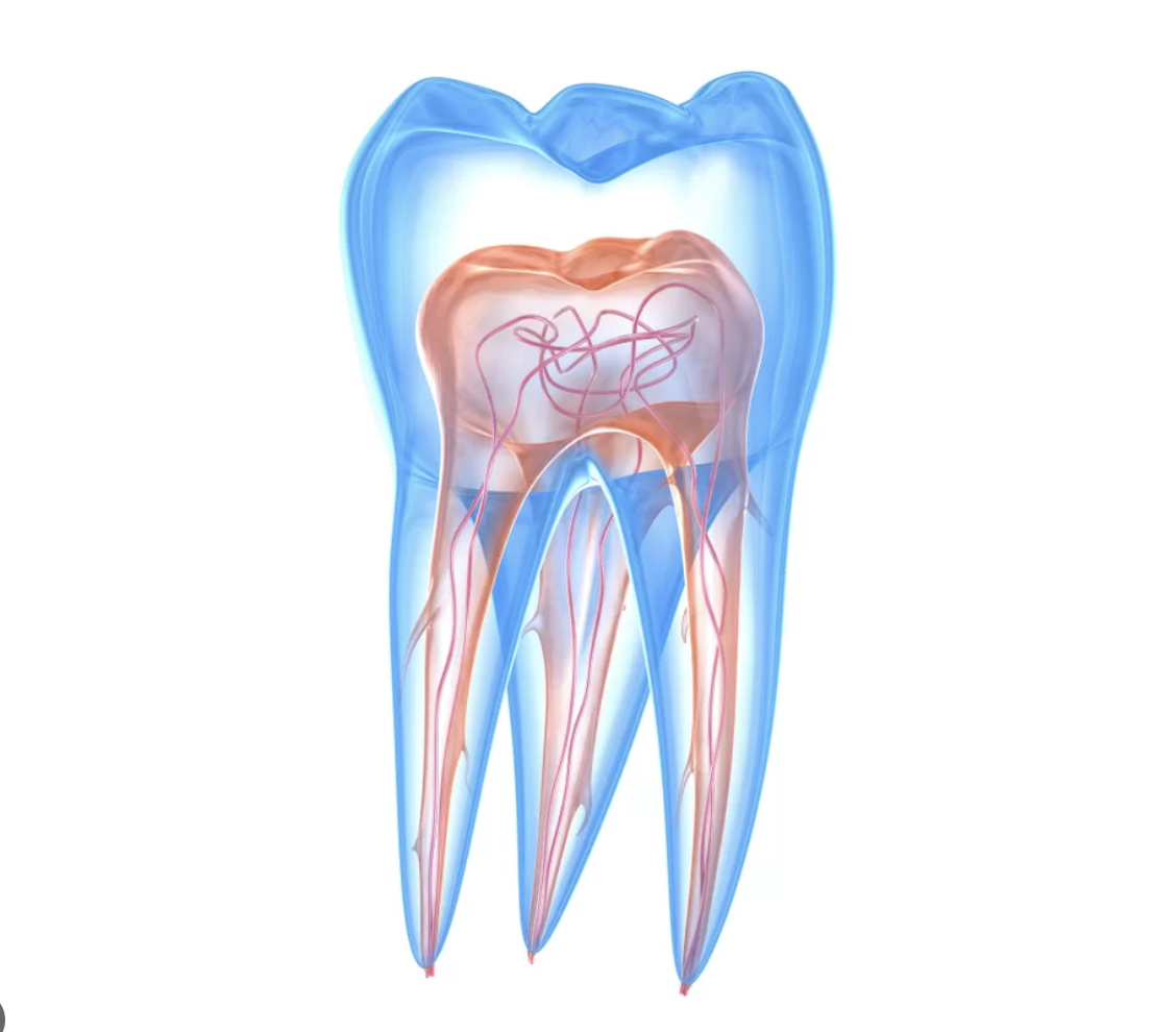 cbct scan london endodontics morita dental scan
