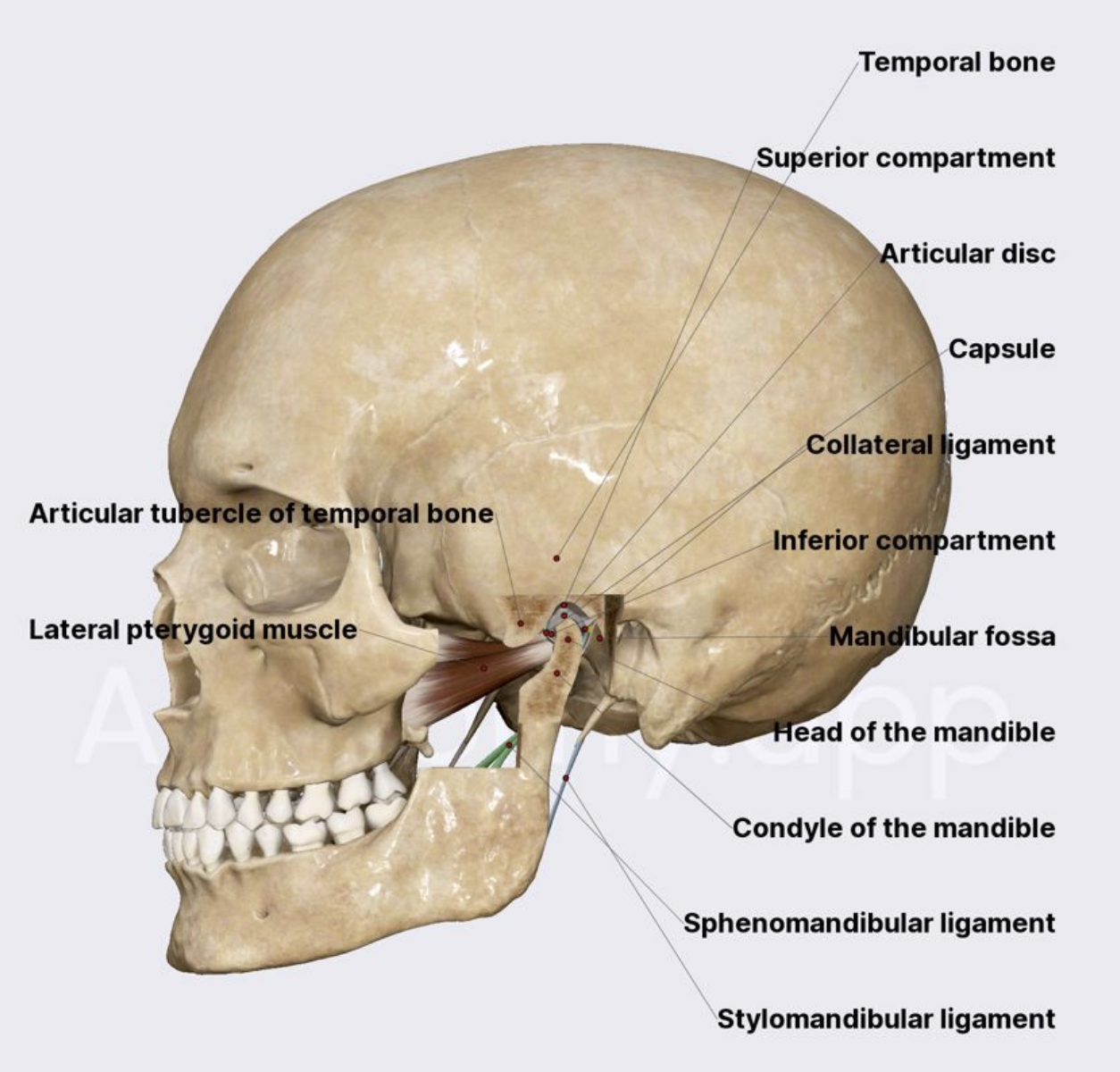 TMJ cbct mri tmj london tm joint